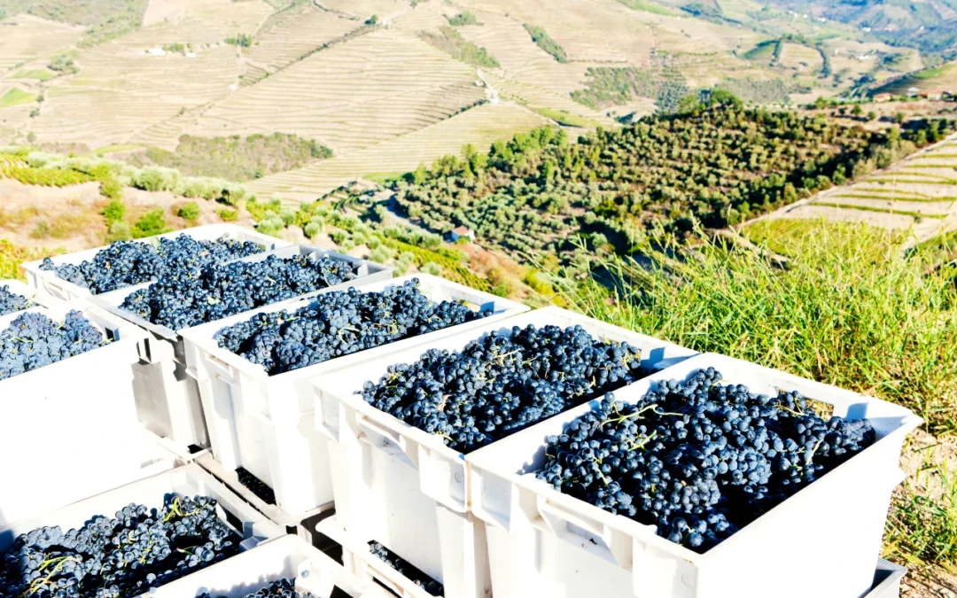 douro valley vineyards